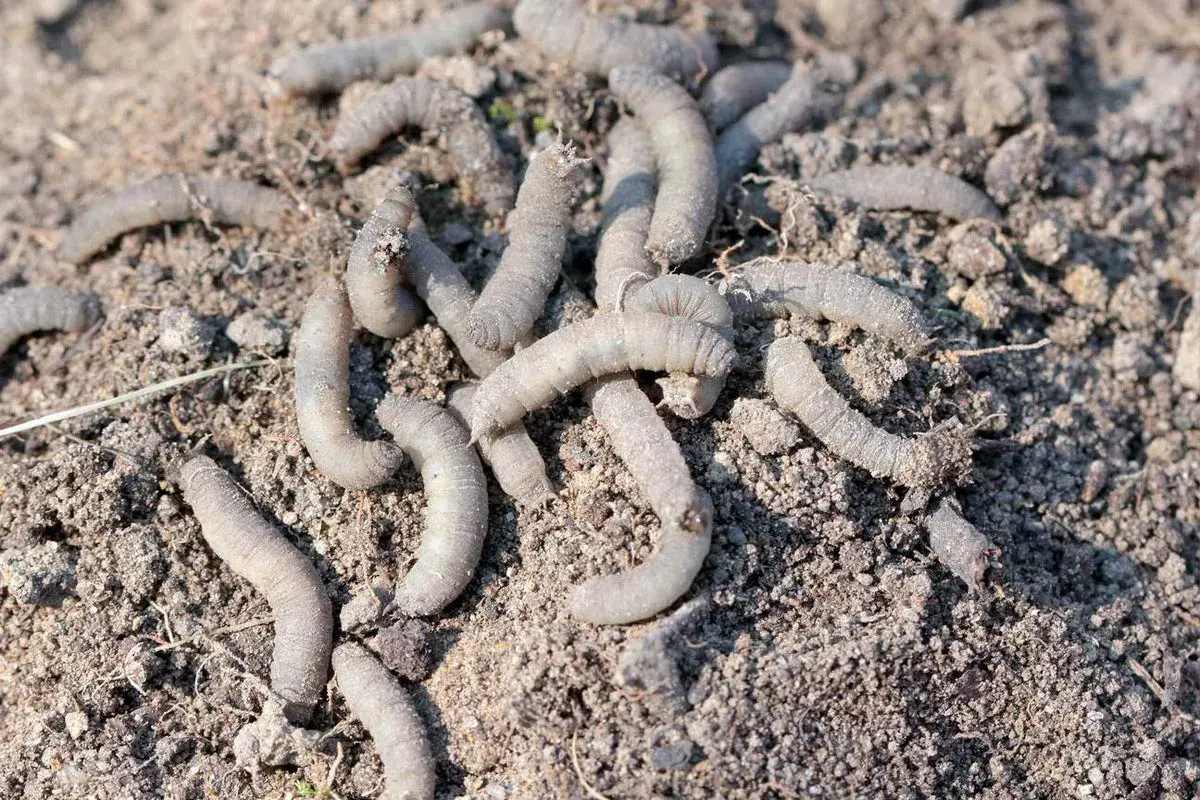 Un groupe de gros vers blancs se tortillent dans la terre meuble, prêts à dévorer les racines.