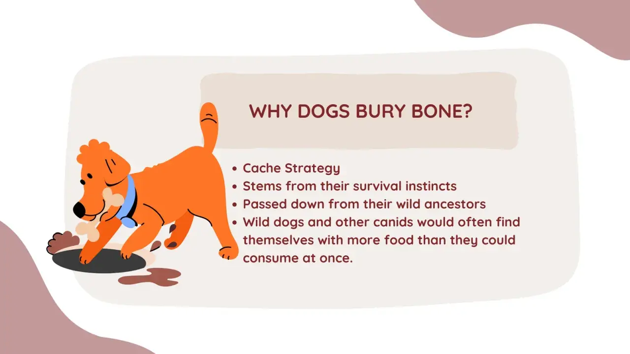 An orange dog buries a bone, illustrating why dogs bury bones as a survival instinct passed down from wild ancestors.