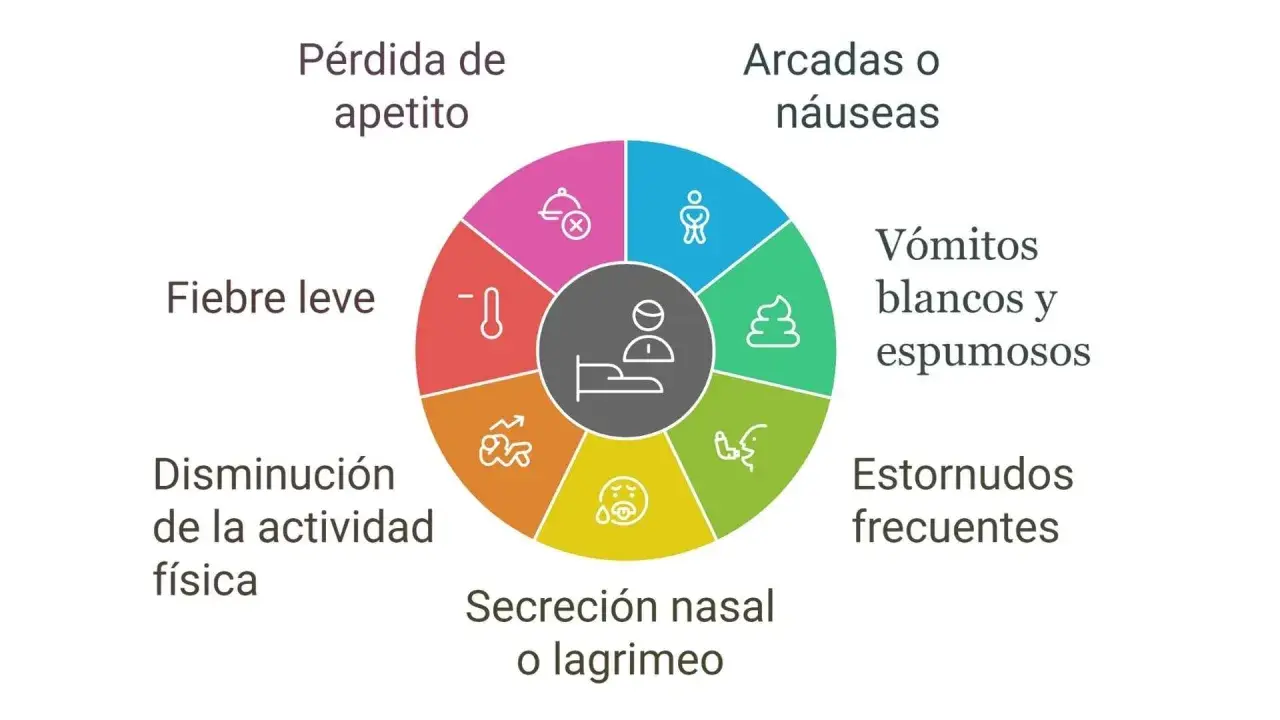 Síntomas de la tos de las perreras: pérdida de apetito, fiebre, disminución de actividad, secreción nasal, estornudos, vómitos y arcadas.