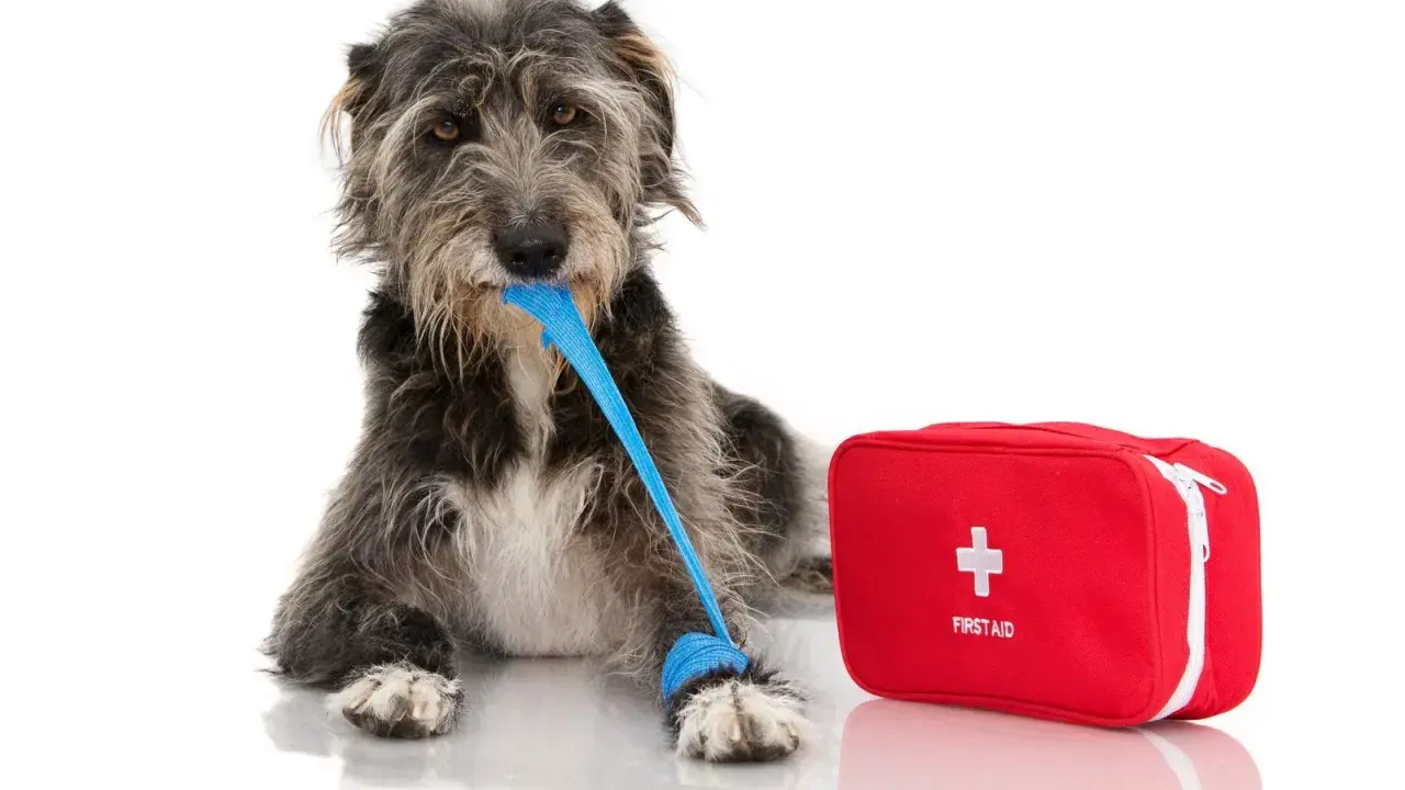 A scruffy dog with a blue bandage in its mouth and on its paw lies next to a red first aid kit. This image might remind you of bloat symptoms in dogs.