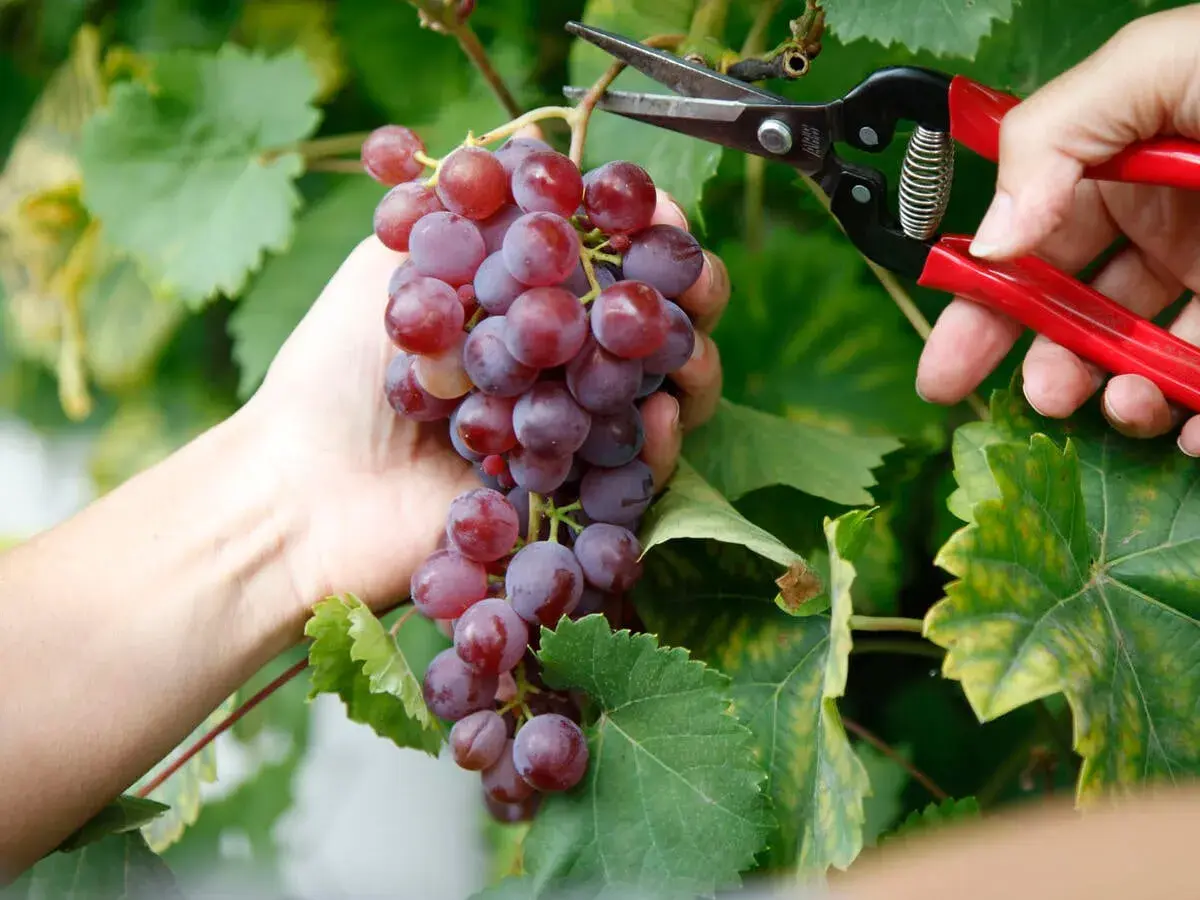 Eine Hand hält eine reife Traube, während eine Schere angesetzt wird. So wachsen Weintrauben – von der Blüte zur Ernte.