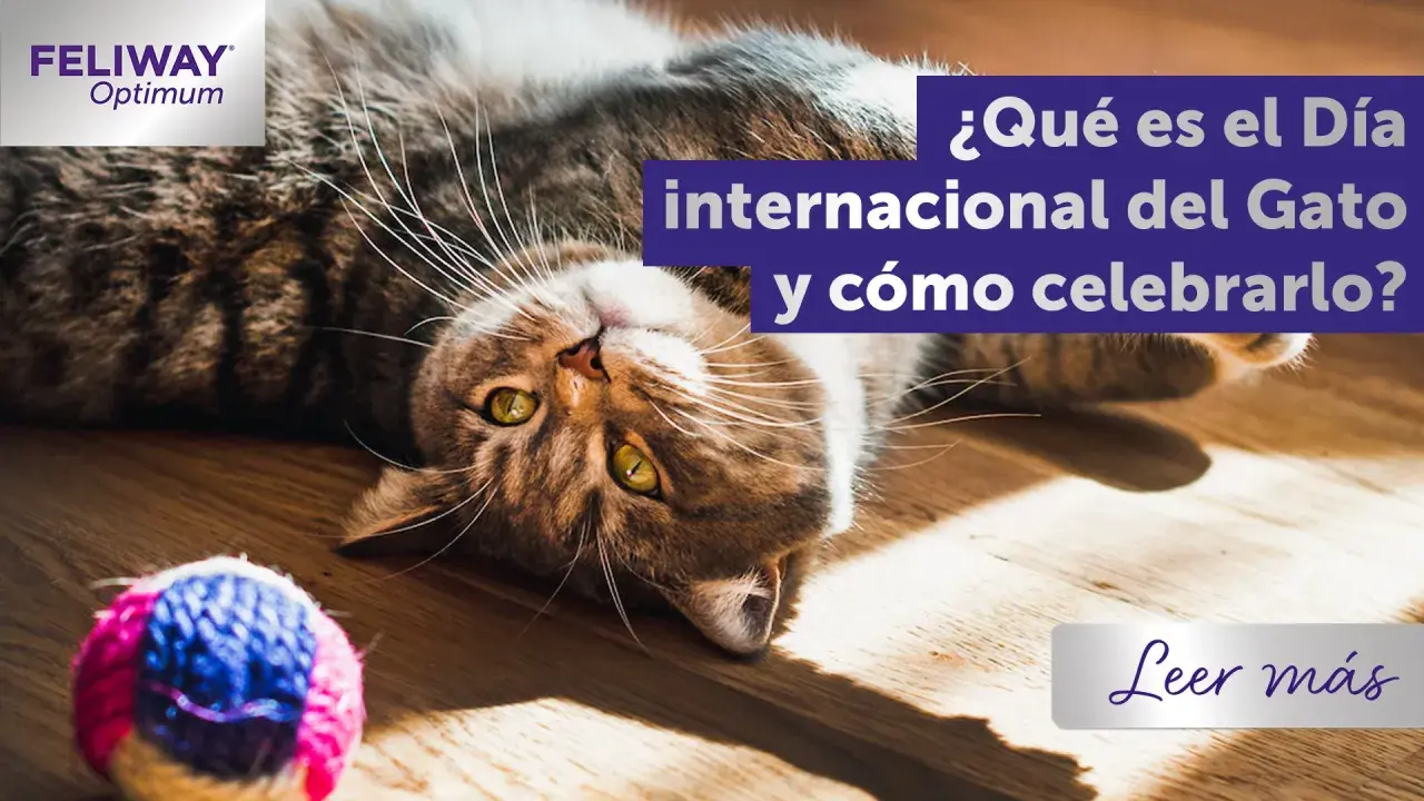 Gato tumbado boca arriba, listo para celebrar el Día del Gato. Un juguete de lana rosa y azul a su lado.