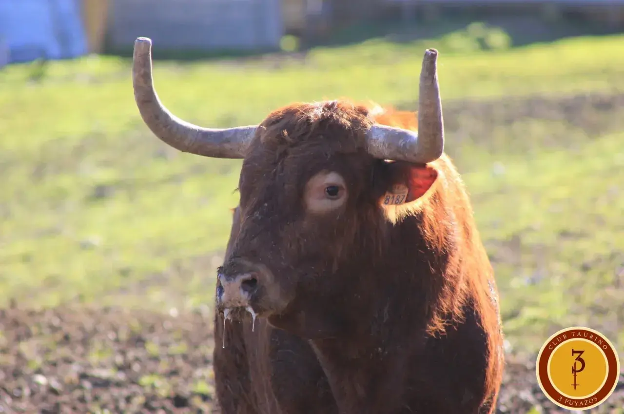 Toro bravo de pelaje castaño, con cuernos curvados y un número de identificación en la oreja. miguel reta, listo para la acción.