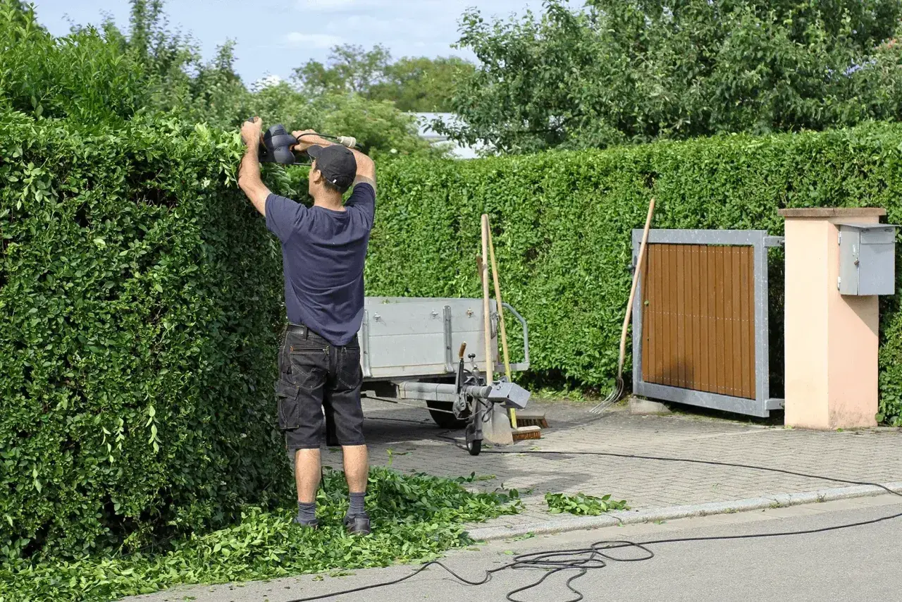 Mann trimmt eine dichte Hecke mit einer Heckenschere. Schnittgut liegt auf dem Boden. Ein Anhänger und Gartengeräte stehen bereit.