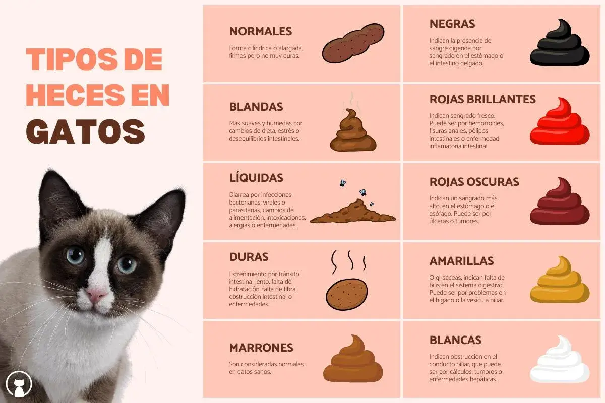 Un gato con ojos azules mira la cámara. La imagen muestra los tipos de heces en gatos, incluyendo heces líquidas que indican que mi gato tiene diarrea.