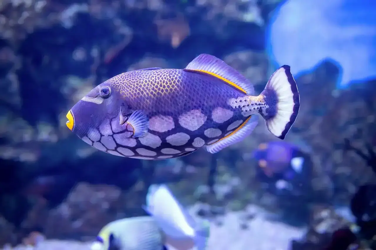 Un pez ballesta morado con manchas blancas y amarillas nada en un acuario azul.