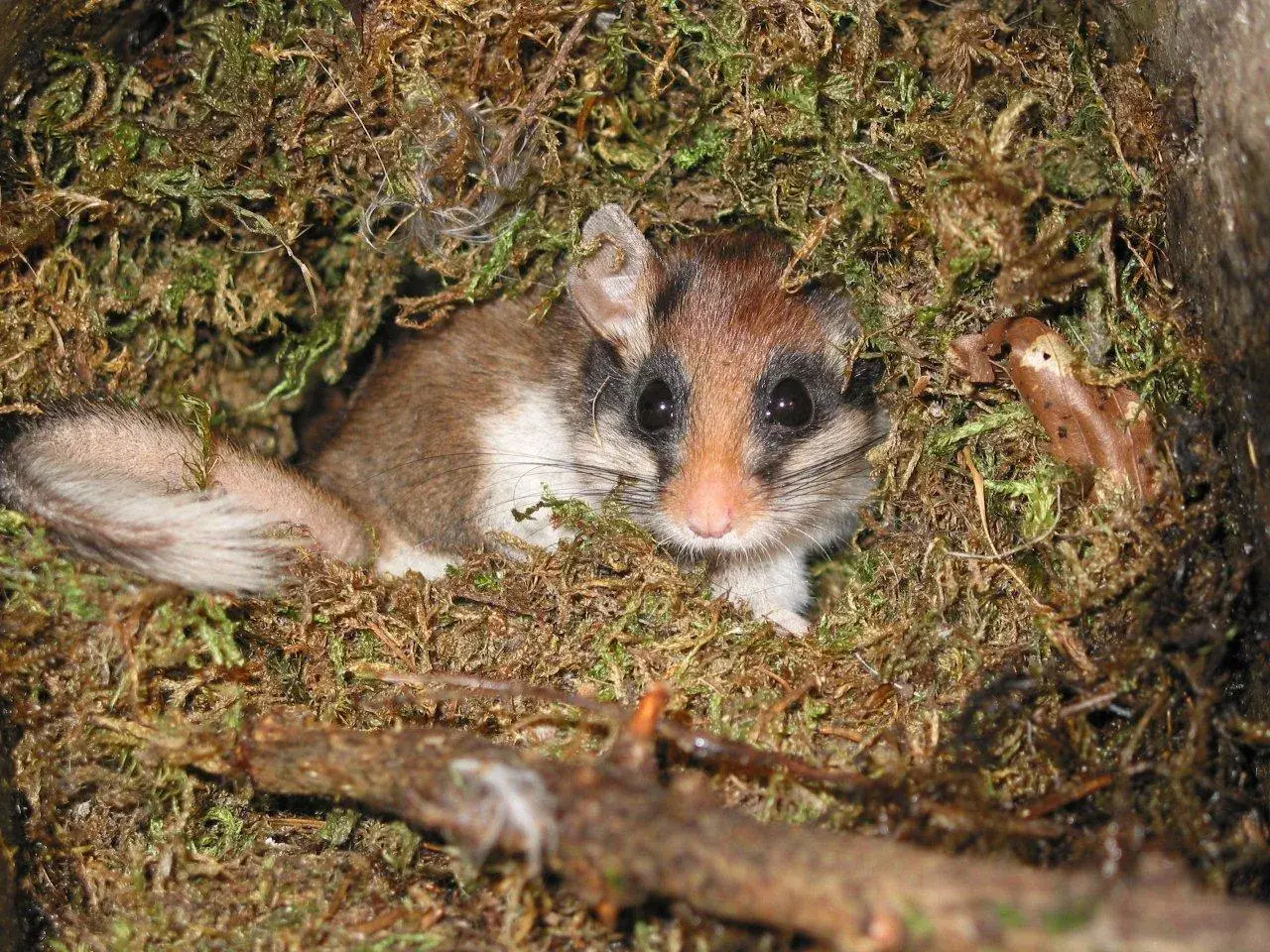 Ein Bilch mit buschigem Schwanz und großen Augen lugt neugierig aus seinem Moosnest. Was sind Bilche? Kleine, nachtaktive Säugetiere.