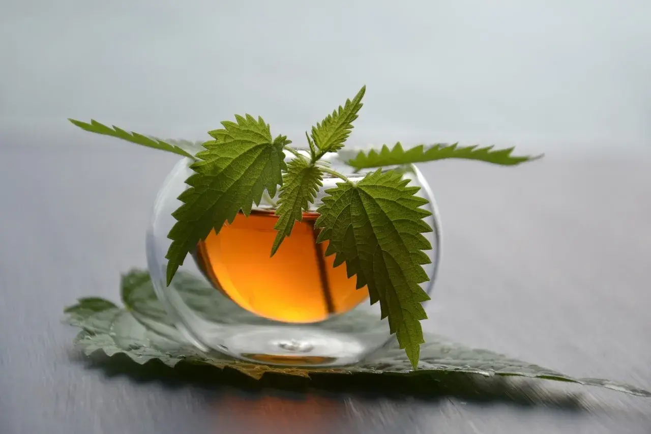 Infusion d'ortie dans un verre, une plante aux feuilles dentelées orne le breuvage ambré. Un somnifère naturel pour des nuits paisibles.