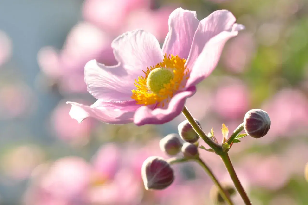 Eine zarte, rosafarbene Herbst-Anemone mit gelbem Blütenzentrum und Knospen im Gegenlicht.