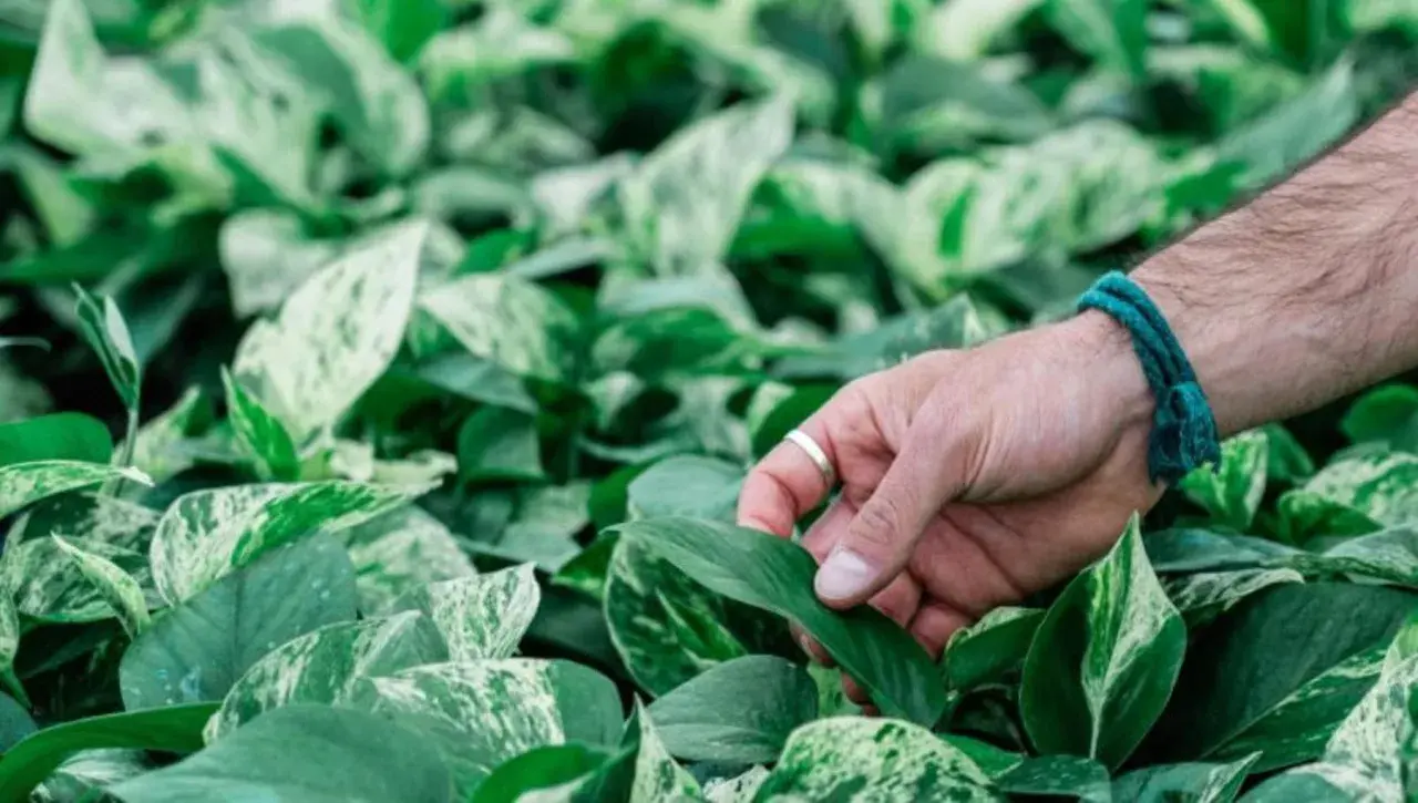 Mano che accarezza le foglie variegate di una pothos pianta, un verde lussureggiante che riempie l'inquadratura.