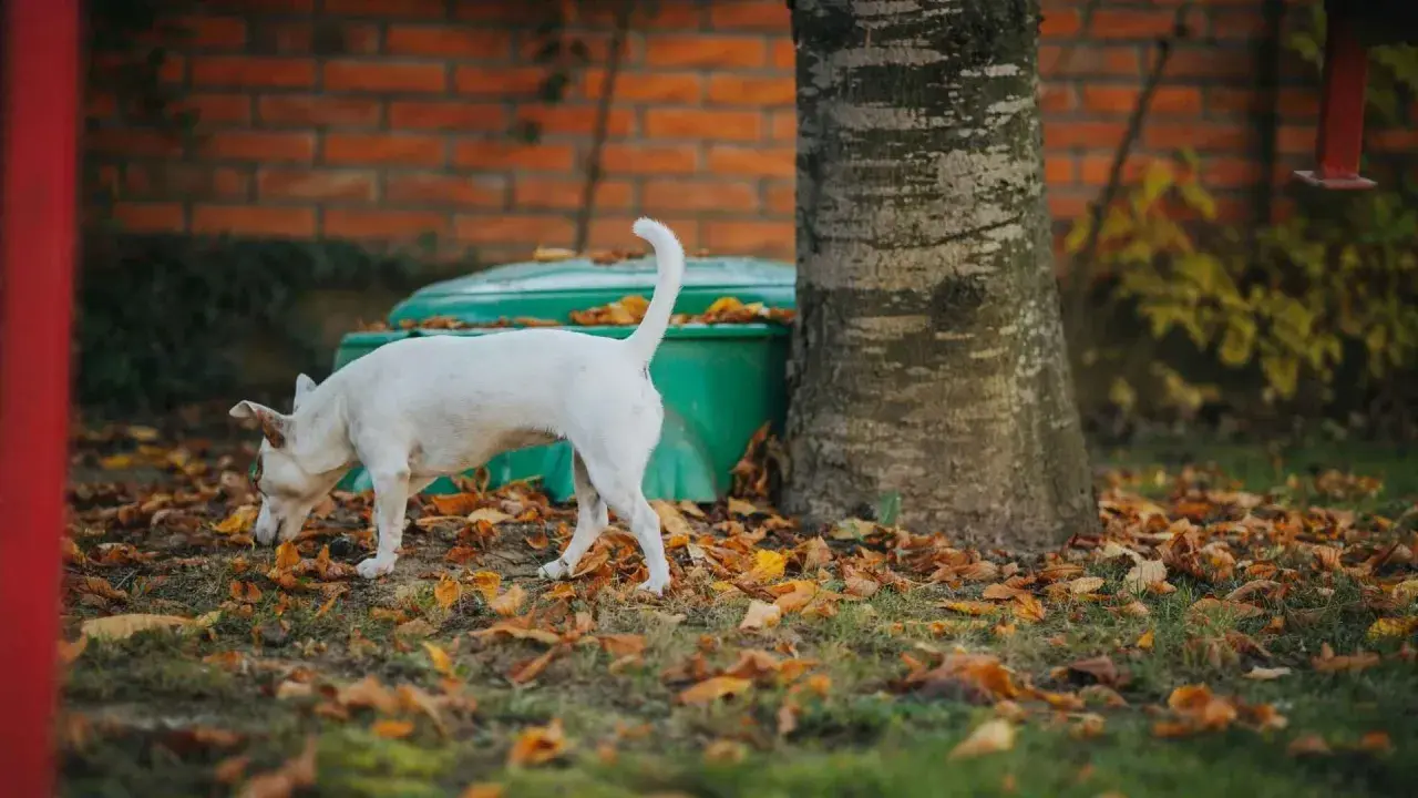 Perro blanco olfateando entre hojas secas. Quizás investiga porque los perros se comen la caca, un misterio canino.