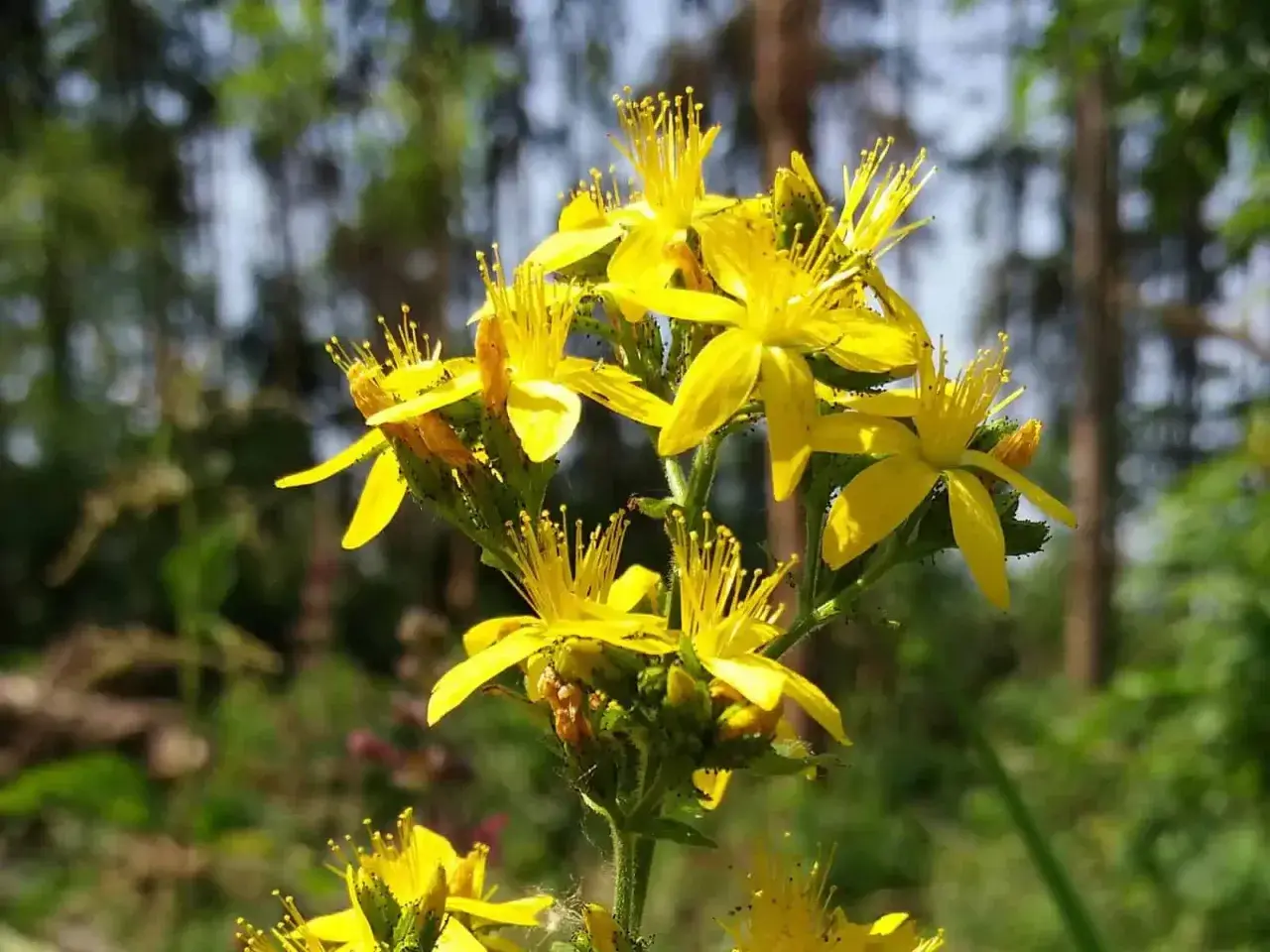 Ein Strauß leuchtend gelber Blüten, die dem Johanniskraut (botanischer Name: Hypericum perforatum) ähneln, blüht im Sonnenlicht.
