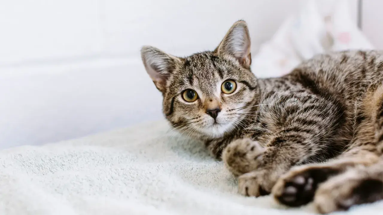 A tabby kitten with bright eyes looks up, ready for its fip vaccine.