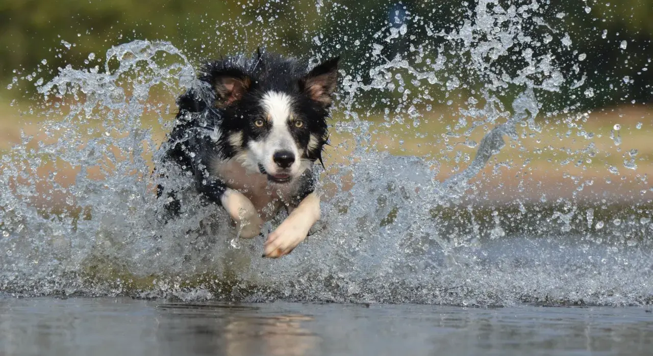 Border Collie: Sierść czy włosy? Kluczowe różnice, które musisz znać