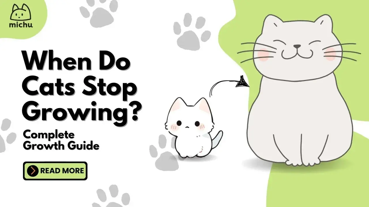 Learn when do cats stop growing with this complete guide. Features a cute kitten and a larger cat.