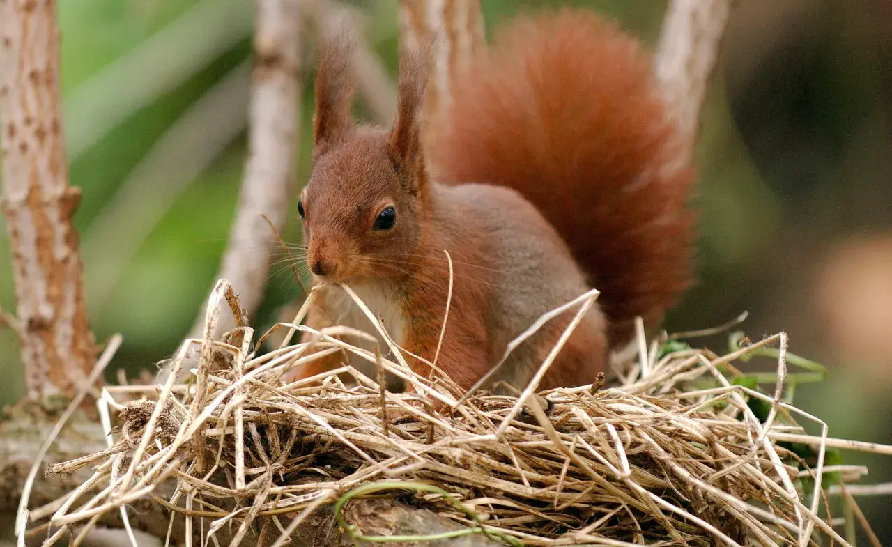 Ein Eichhörnchen sitzt in seinem Kobel, einem Nest aus Zweigen und Gras.
