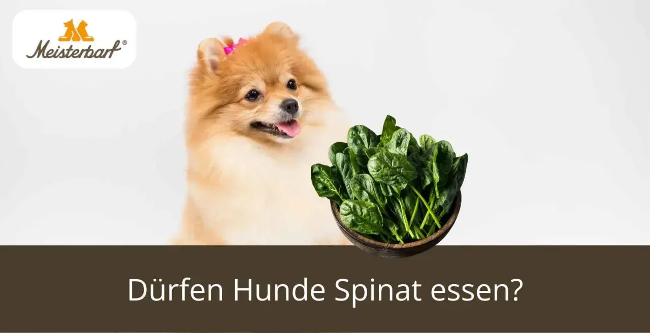 Ein Pomeranian-Hund schaut neugierig auf eine Schüssel frischen Spinat. Die Frage "Dürfen Hunde Spinat essen?" wird gestellt.