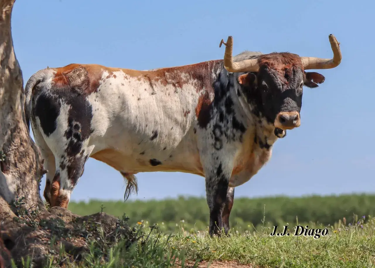 Toro de lidia con manchas marrones y negras, pastando en un campo verde. La ganadería Sobral se enorgullece de sus ejemplares.