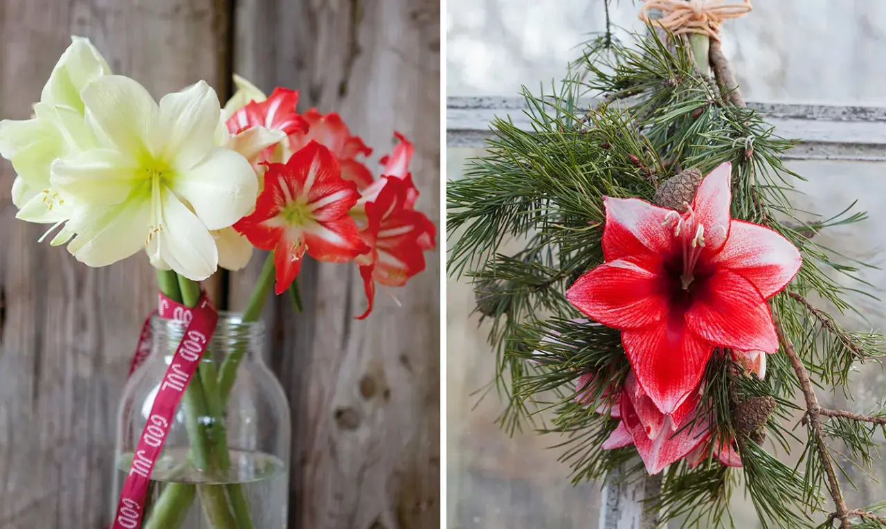 Vänster: snitt amaryllis i vitt och rött i en glasflaska med "God Jul"-band. Höger: snitt amaryllis i rött och vitt med granris.