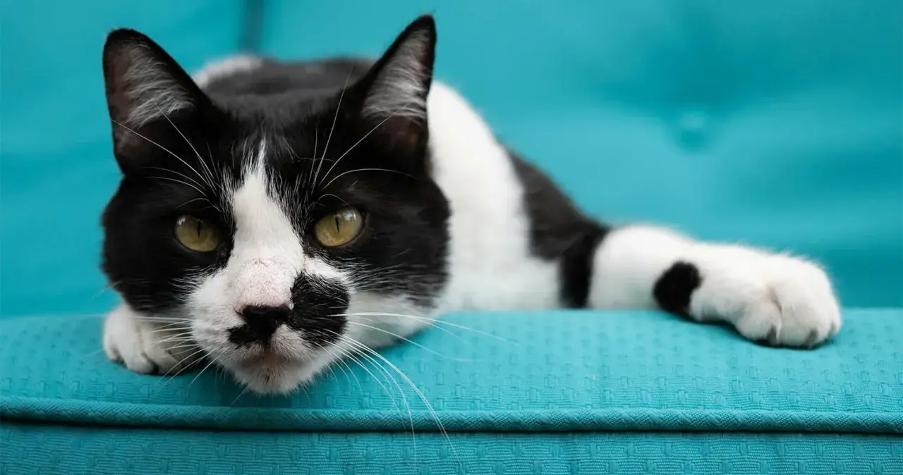 A striking white cat with bold black spots lounges on a turquoise couch, its green eyes gazing intently.