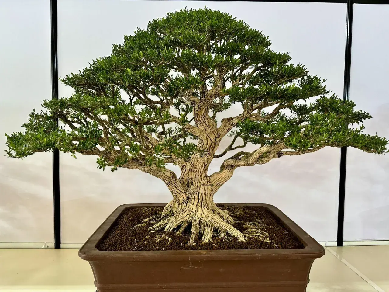 Piękny, starannie uformowany bonsai z grubym pniem i gęstą koroną. Idealny przykład, kiedy przycinać bonsai, by zachować jego formę.