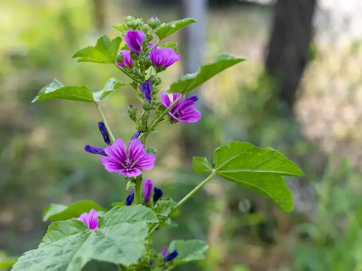 Malva selvatica: attenzione, non è tra le piante velenose. Riconoscila dai suoi fiori viola e foglie lobate.