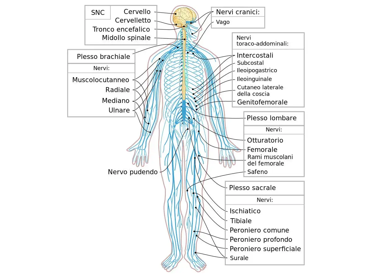 Diagramma del sistema nervoso umano, con particolare attenzione ai nervi degli arti inferiori, utili per comprendere i sintomi della nevrite.