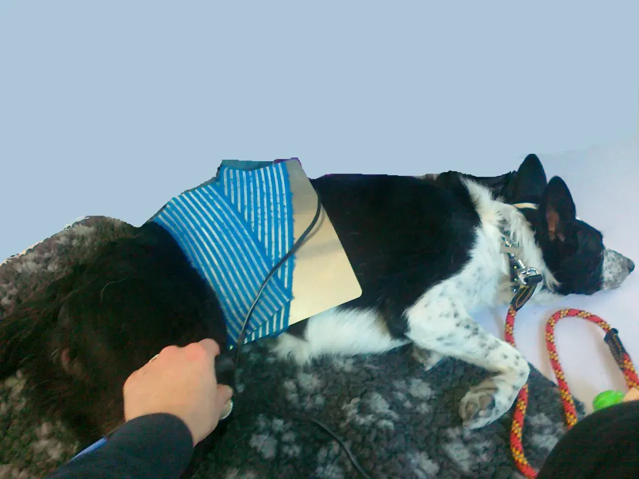 Un cane nero e bianco con un dispositivo blu sul dorso, forse per un problema al ginocchio. Una mano accarezza il suo pelo.