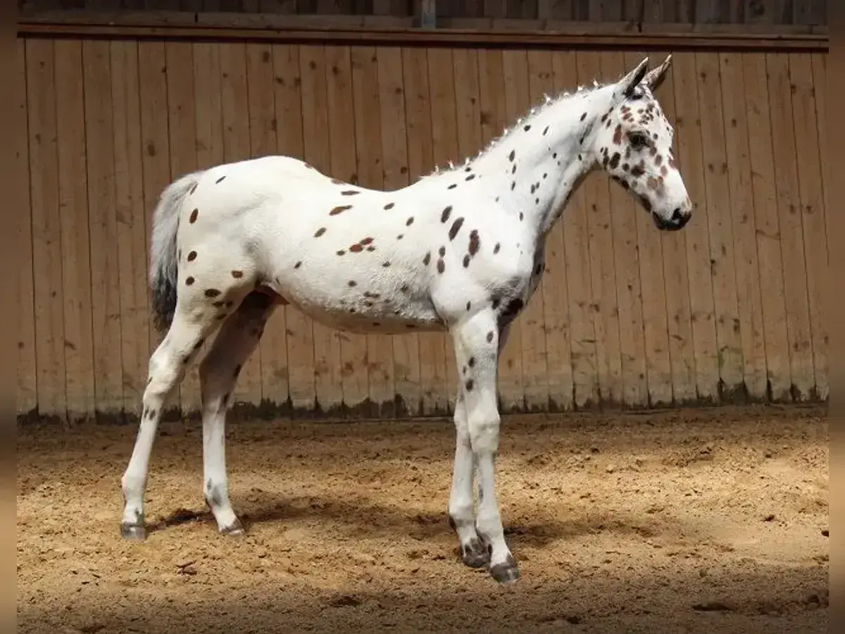 Młody koń rasy appaloosa w białej sierści w brązowe cętki, stoi na piaskowej ujeżdżalni.