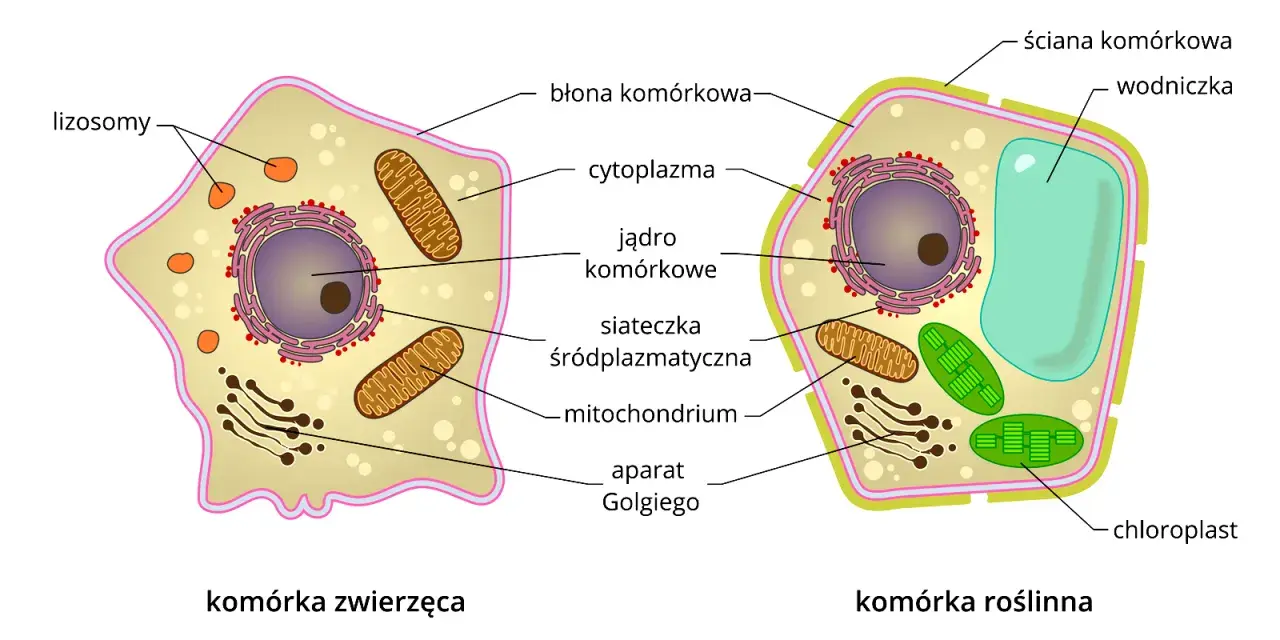 Schemat budowy komórki eukariotycznej: zwierzęcej i roślinnej, z zaznaczonymi organellami jak jądro, mitochondria, chloroplasty.