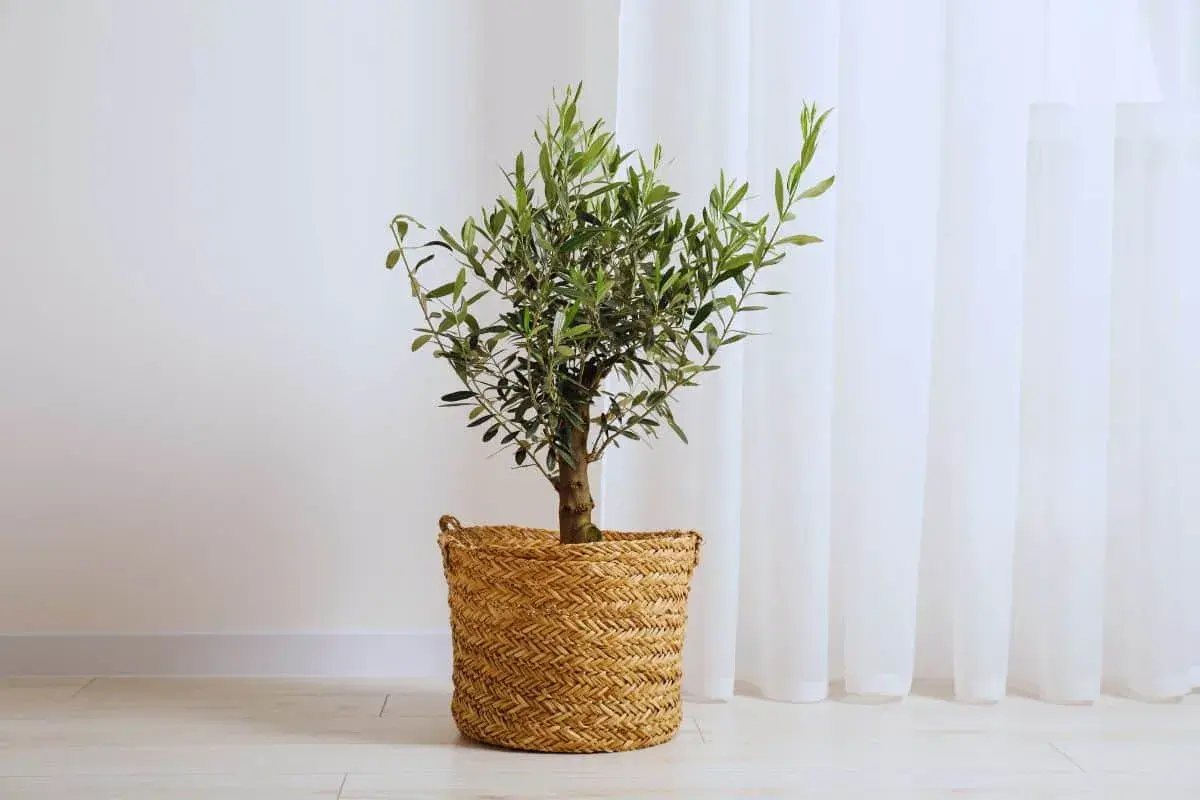 Un petit arbre olivier, symbole de paix, dans un panier en osier tressé, se dresse près d'un rideau blanc.