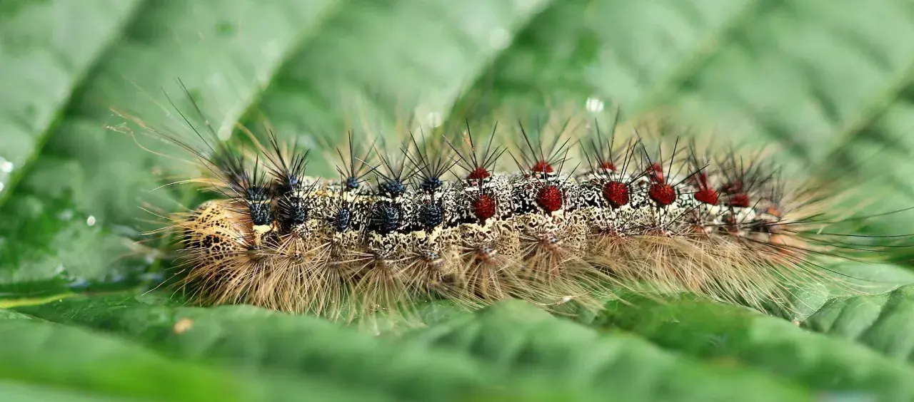 Eine haarige schwammspinner raupe mit roten Punkten und schwarzen Stacheln kriecht auf einem grünen Blatt.