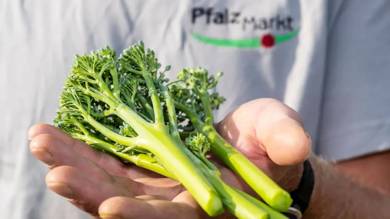 Frische Bimi Brokkoli-Stiele liegen in einer Hand. Im Hintergrund ist ein T-Shirt mit dem Aufdruck "Pfalz Markt" zu sehen.