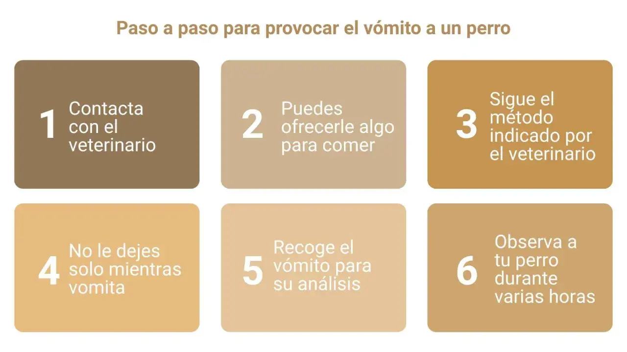 Guía paso a paso: cómo hacer vomitar a un perro. Contacta al veterinario, ofrécele algo de comer, sigue sus indicaciones, no lo dejes solo, recoge el vómito y obsérvalo.