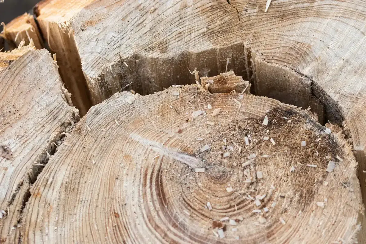 Dettaglio di un ceppo d'albero appena tagliato, con segatura sparsa e profonde crepe nel legno. L'operazione per togliere il ceppo d'albero è completa.