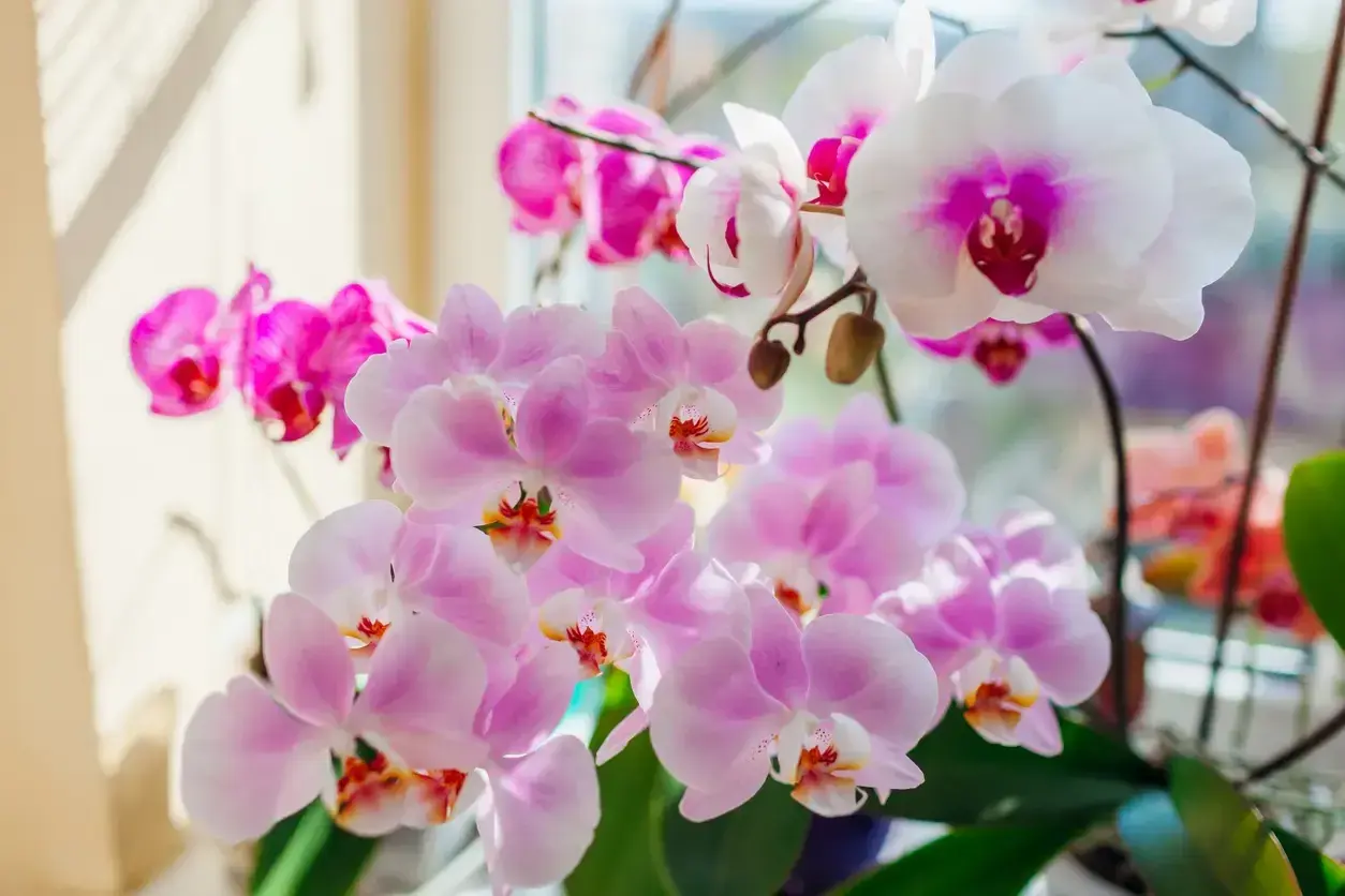 Des orchidées roses et blanches épanouies, comme si on allait les mettre orchidée dans le noir pour les admirer.