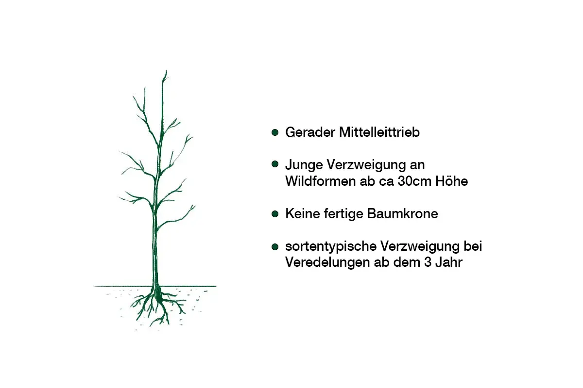 Illustration eines jungen Baumes mit Wurzeln, der für das Walnussbaum schneiden vorbereitet wird. Er hat einen geraden Mitteltrieb und junge Verzweigungen.