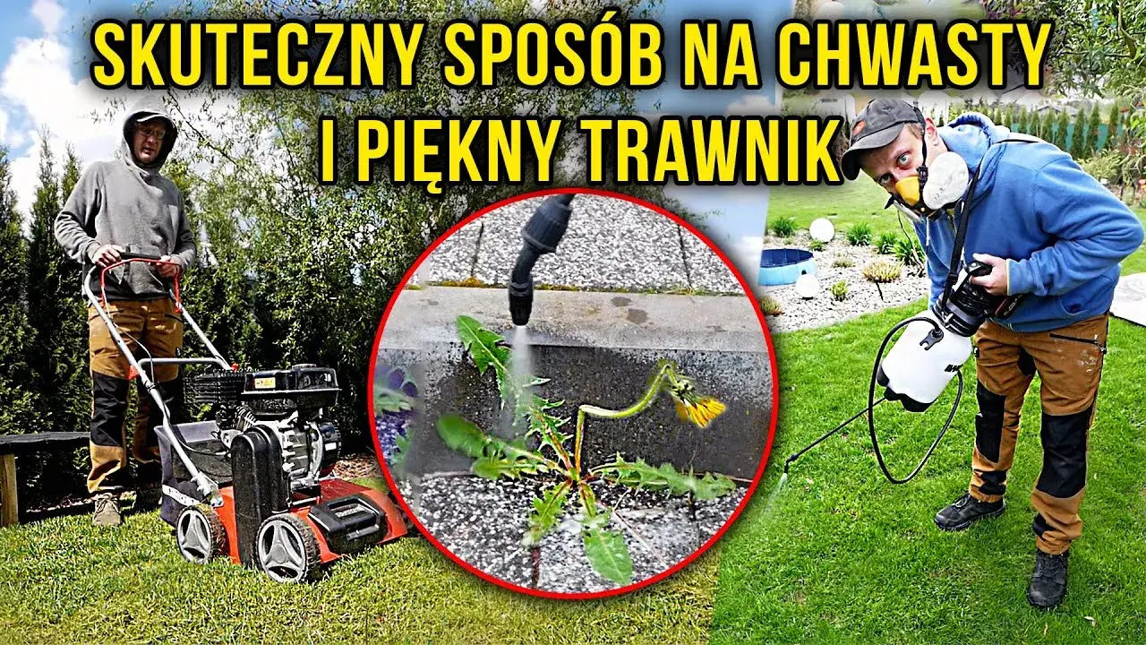 Jak pozbyć się chwastów jak trawa z trawnika? Skuteczny poradnik