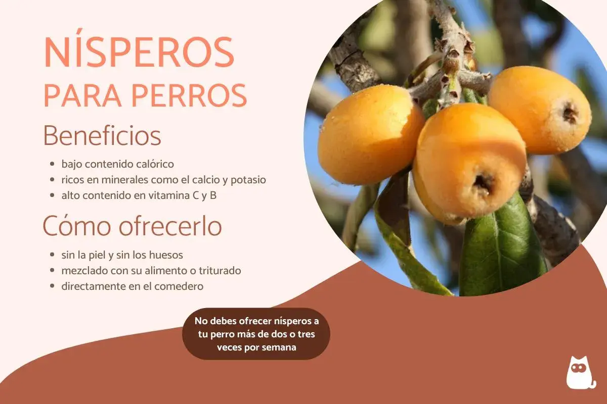 Nísperos para perros: beneficios y cómo ofrecerlos. Descubre si pueden comer nisperos los perros, sus vitaminas y minerales.