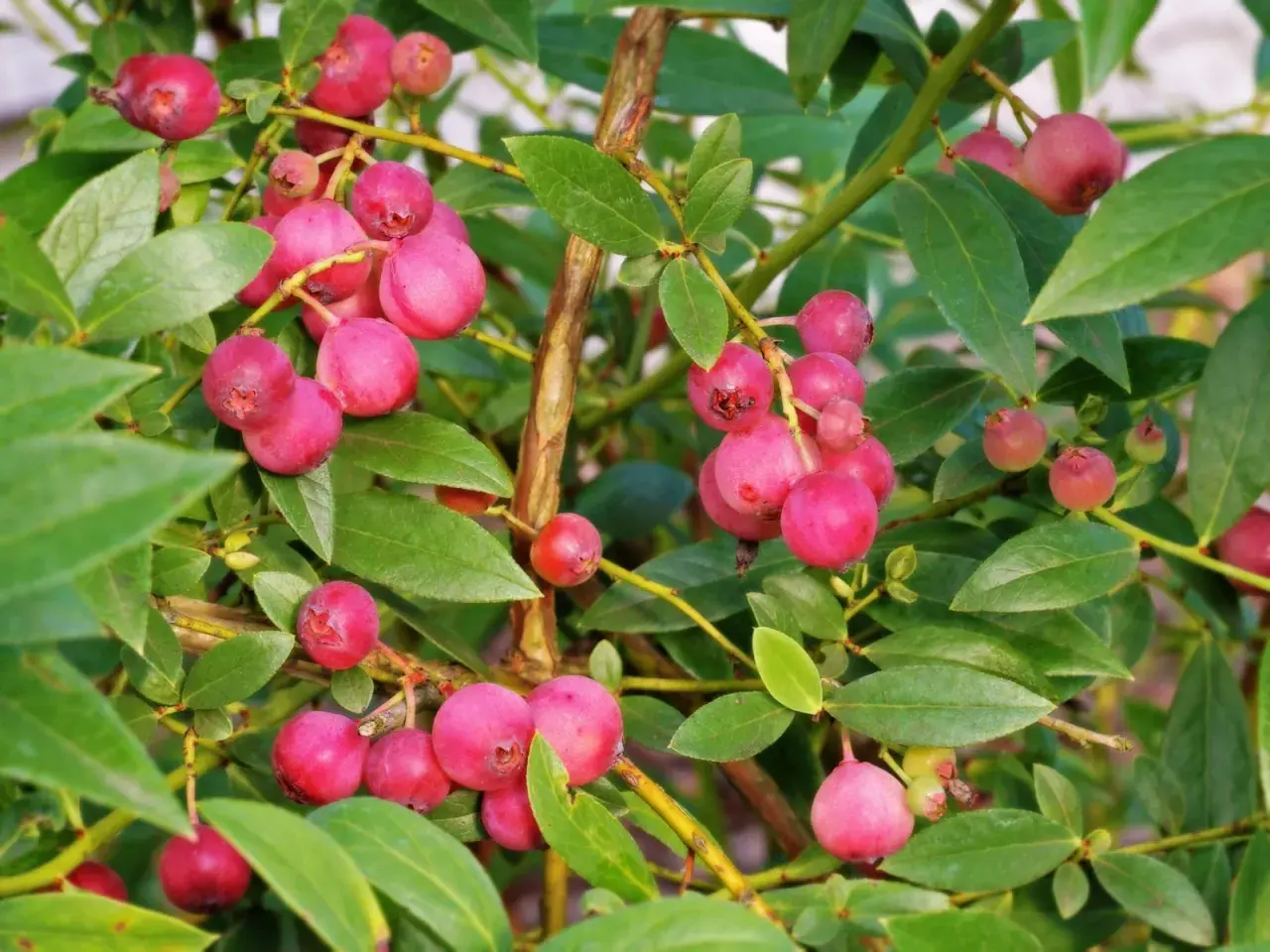 Krzew borówki z licznymi różowymi owocami, przypominającymi kolorystycznie borówkę pink lemonade.