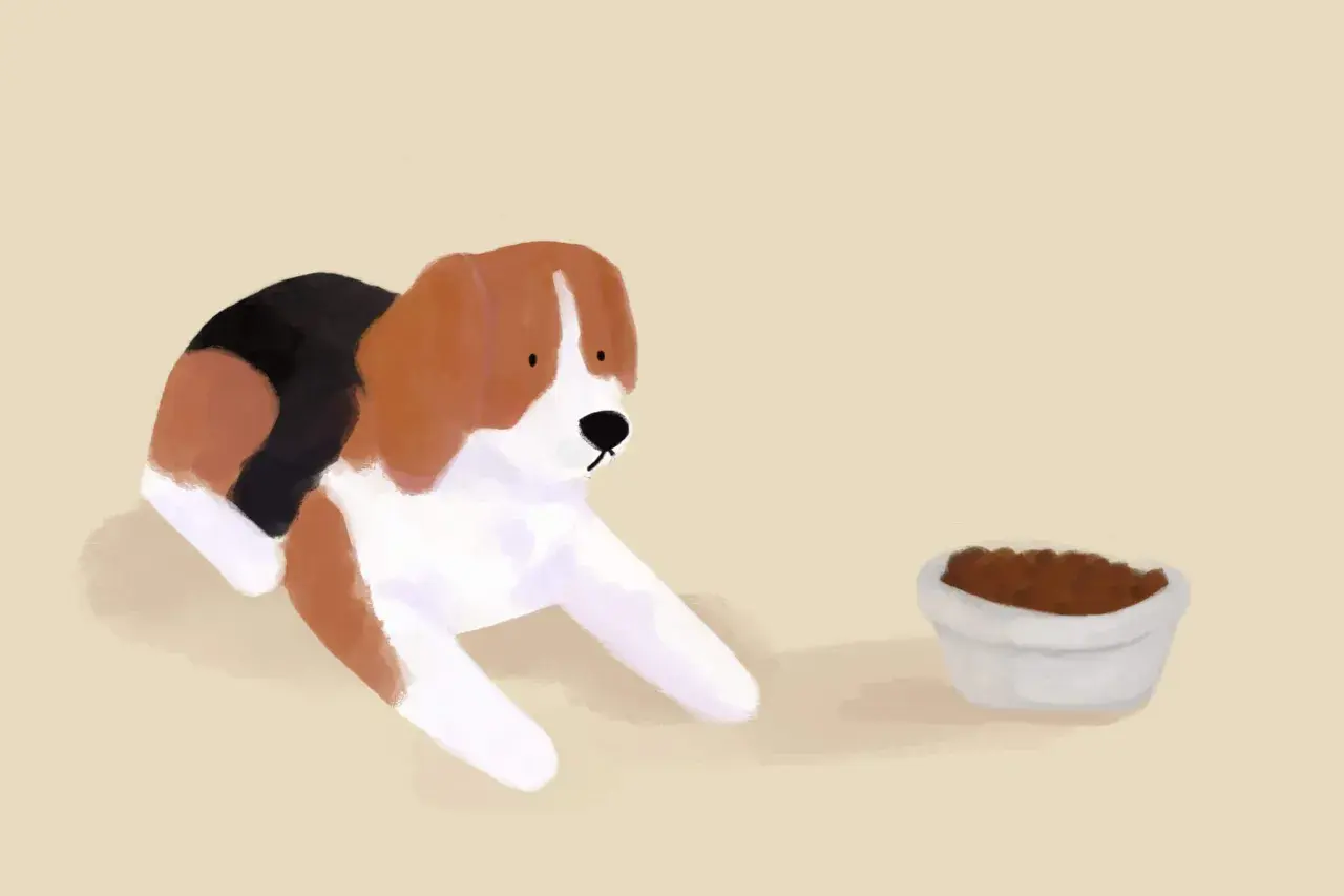 Beagle patrzy na miskę z karmą. Jak zachęcić psa do jedzenia suchej karmy? Może odrobina smaczka?