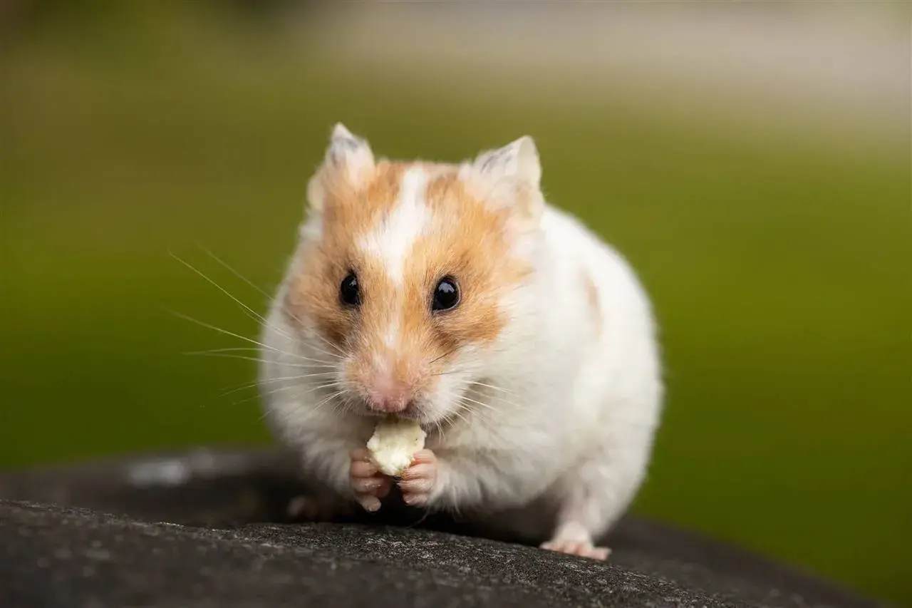 Un hámster blanco y naranja, con sus patitas delanteras, disfruta de un trozo de comida. Así es como los hámsters comen.