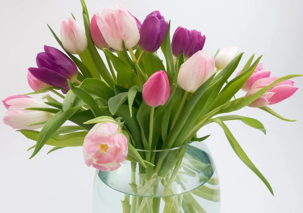Un bouquet de tulipes roses et violettes dans un vase en verre. Voici comment conserver des tulipes pour qu'elles restent belles plus longtemps.