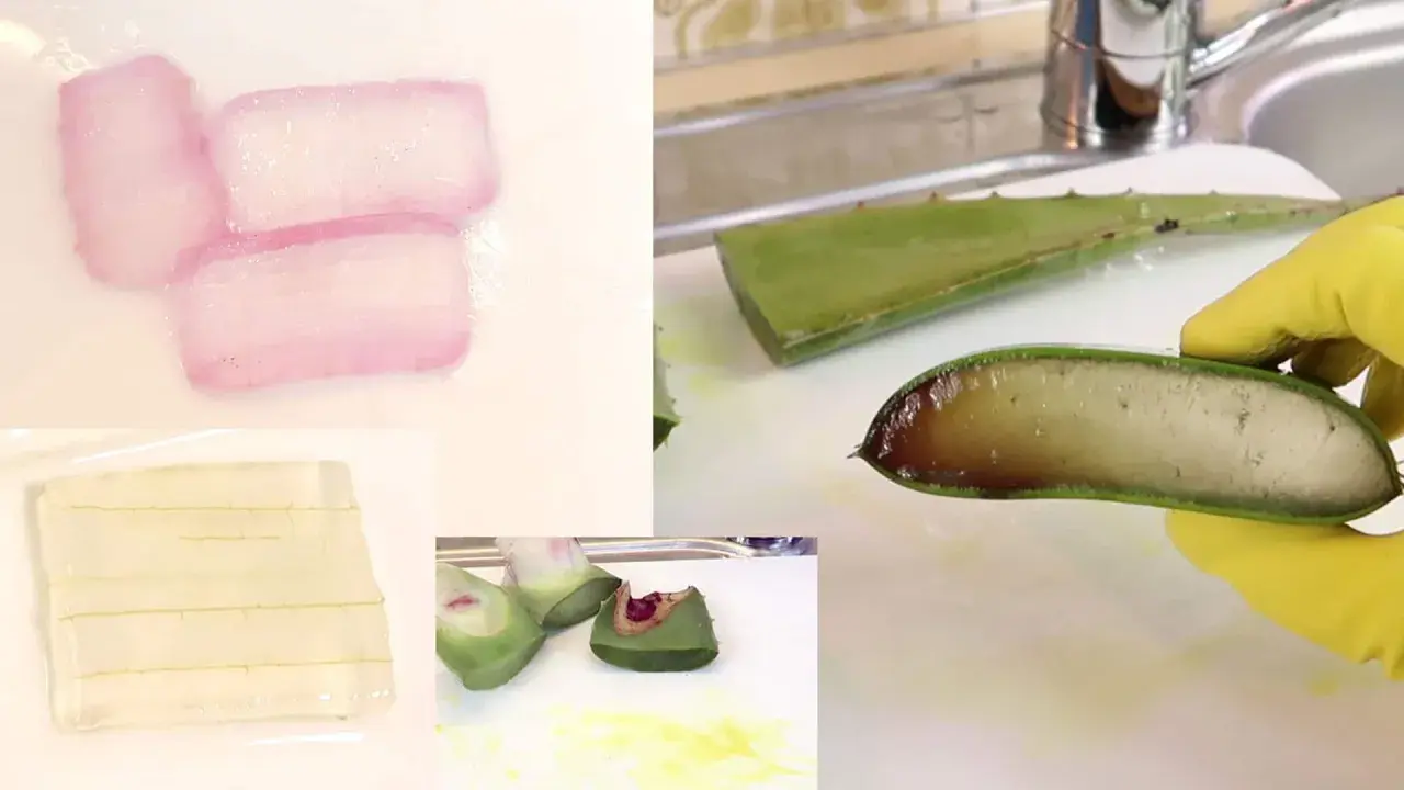 Aloe Vera wird verarbeitet. Gelber Saft tritt aus den geschnittenen Blättern aus, während das transparente Gel in Stücke geschnitten wird.