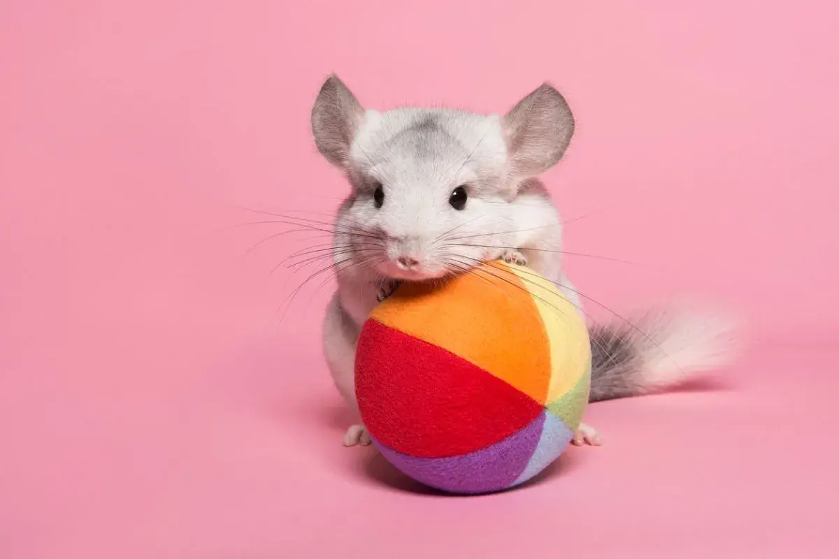 Tierna chinchilla gris con un juguete de colores, curiosa por saber cuanto vive una chinchilla.