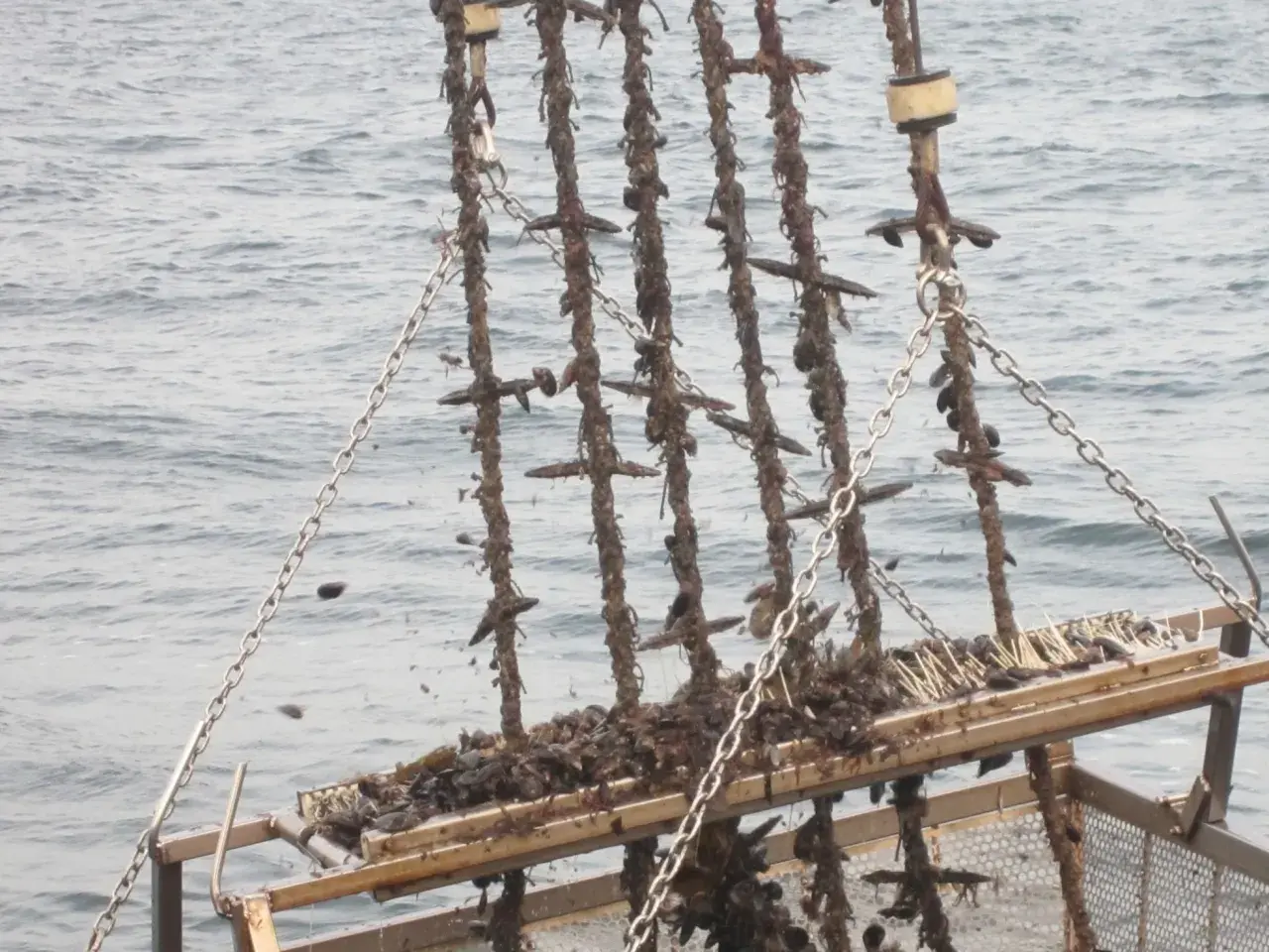 Cosecha de mejillones en bateas gallegas. Cadenas y cuerdas cubiertas de marisco listas para ser procesadas.