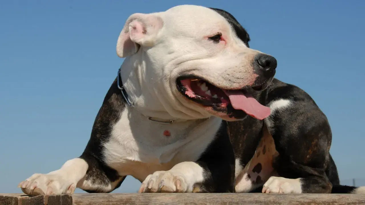 Pies rasy pitbull, często zaliczany do niebezpieczne rasy psów, z językiem na wierzchu, na tle błękitnego nieba.