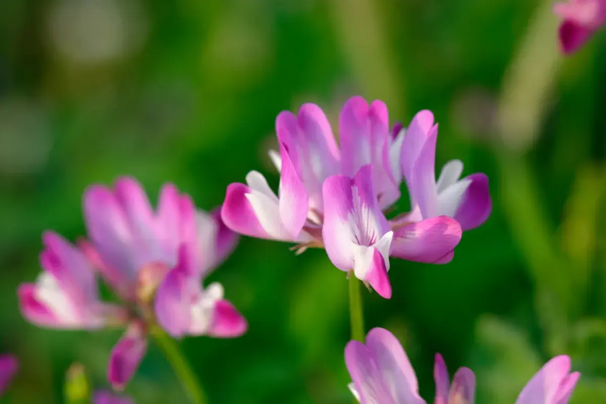 Fiori rosa e bianchi di astragalo, noti per le loro proprietà benefiche, su uno sfondo verde sfocato.