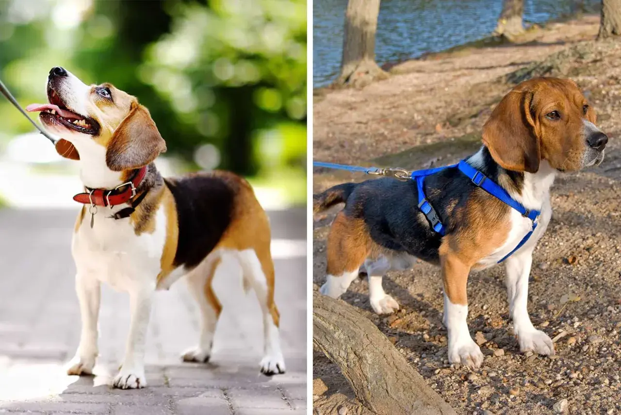Zwei Beagles: Einer mit rotem Halsband, der andere mit blauem Geschirr, bereit für den Spaziergang.