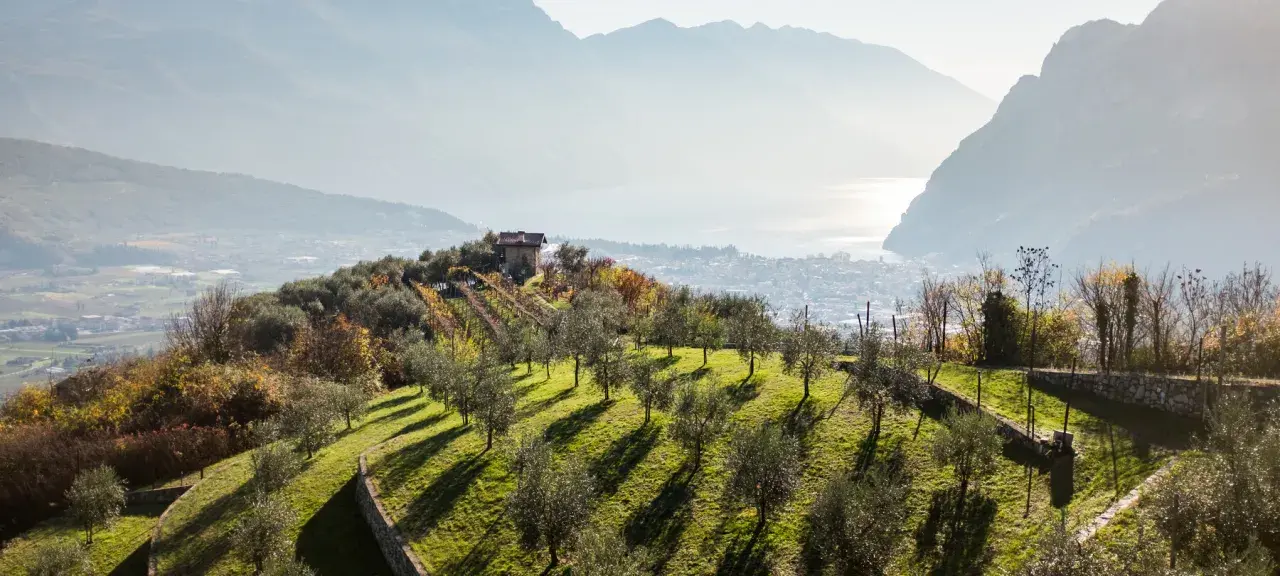 Colline con ulivi e vigneti in vista del Lago di Garda, un paesaggio che evoca l'olivenernte gardasee.
